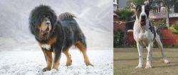 Tibetan Mastiff vs Bully Kutta - Breed Comparison