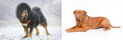 Tibetan Mastiff vs Dogue De Bordeaux - Breed Comparison
