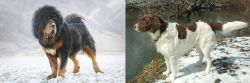 Tibetan Mastiff vs Drentse Patrijshond - Breed Comparison