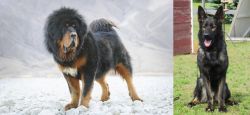 Tibetan Mastiff vs East German Shepherd - Breed Comparison