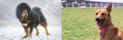 Tibetan Mastiff vs Formosan Mountain Dog - Breed Comparison