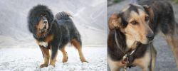 Tibetan Mastiff vs Huntaway - Breed Comparison