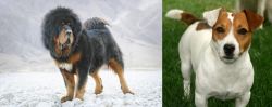 Tibetan Mastiff vs Irish Jack Russell - Breed Comparison
