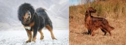 Tibetan Mastiff vs Irish Setter - Breed Comparison