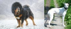 Tibetan Mastiff vs Kaikadi - Breed Comparison