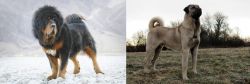 Tibetan Mastiff vs Kangal Dog - Breed Comparison