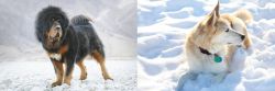 Tibetan Mastiff vs Labrador Husky - Breed Comparison