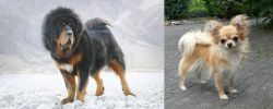 Tibetan Mastiff vs Long Haired Chihuahua - Breed Comparison