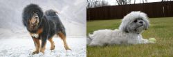 Tibetan Mastiff vs Mal-Shi - Breed Comparison