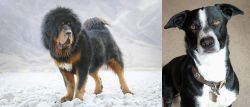 Tibetan Mastiff vs McNab - Breed Comparison
