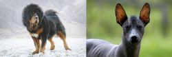 Tibetan Mastiff vs Mexican Hairless - Breed Comparison