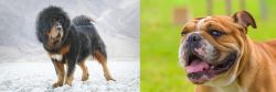 Tibetan Mastiff vs Miniature English Bulldog - Breed Comparison