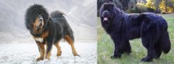 Tibetan Mastiff vs Newfoundland Dog - Breed Comparison