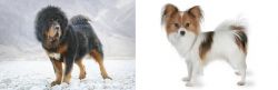Tibetan Mastiff vs Papillon - Breed Comparison