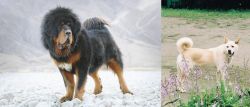 Tibetan Mastiff vs Pungsan Dog - Breed Comparison