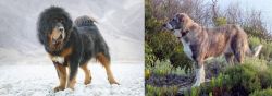 Tibetan Mastiff vs Rafeiro do Alentejo - Breed Comparison