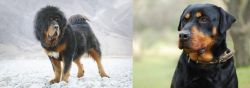 Tibetan Mastiff vs Rottweiler - Breed Comparison