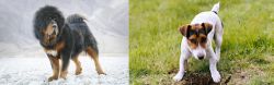 Tibetan Mastiff vs Russell Terrier - Breed Comparison