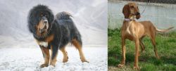 Tibetan Mastiff vs Segugio Italiano - Breed Comparison