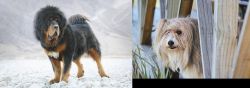 Tibetan Mastiff vs Smithfield - Breed Comparison