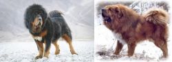 Tibetan Mastiff vs Tibetan Kyi Apso - Breed Comparison