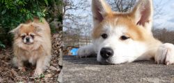 Tibetan Spaniel vs Akita - Breed Comparison