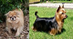 Tibetan Spaniel vs Australian Silky Terrier - Breed Comparison