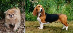 Tibetan Spaniel vs Basset Artesien Normand - Breed Comparison