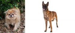 Tibetan Spaniel vs Belgian Shepherd Dog (Malinois) - Breed Comparison