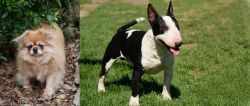 Tibetan Spaniel vs Bull Terrier Miniature - Breed Comparison
