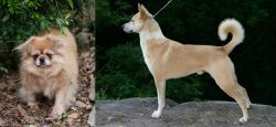 Tibetan Spaniel vs Canaan Dog - Breed Comparison