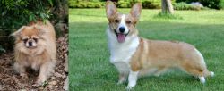Tibetan Spaniel vs Cardigan Welsh Corgi - Breed Comparison
