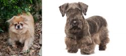 Tibetan Spaniel vs Cesky Terrier - Breed Comparison