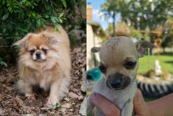 Tibetan Spaniel vs Chihuahua - Breed Comparison