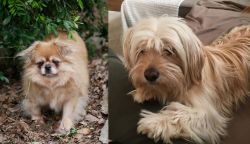 Tibetan Spaniel vs Cyprus Poodle - Breed Comparison