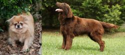 Tibetan Spaniel vs Flat-Coated Retriever - Breed Comparison