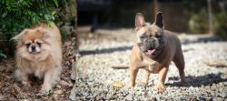 Tibetan Spaniel vs French Bulldog - Breed Comparison