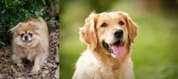Tibetan Spaniel vs Golden Retriever - Breed Comparison