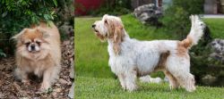 Tibetan Spaniel vs Grand Griffon Vendeen - Breed Comparison