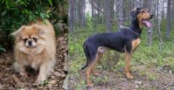 Tibetan Spaniel vs Greek Harehound - Breed Comparison