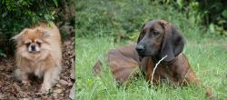 Tibetan Spaniel vs Hanover Hound - Breed Comparison