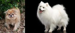 Tibetan Spaniel vs Japanese Spitz - Breed Comparison