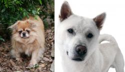 Tibetan Spaniel vs Kishu - Breed Comparison