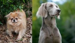 Tibetan Spaniel vs Longhaired Weimaraner - Breed Comparison