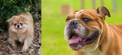 Tibetan Spaniel vs Miniature English Bulldog - Breed Comparison