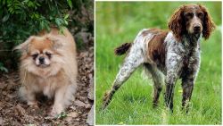 Tibetan Spaniel vs Pont-Audemer Spaniel - Breed Comparison