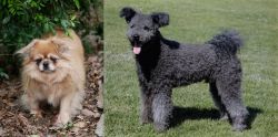 Tibetan Spaniel vs Pumi - Breed Comparison