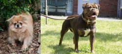 Tibetan Spaniel vs Renascence Bulldogge - Breed Comparison