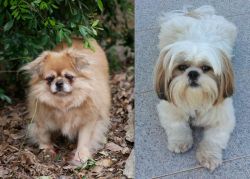 Tibetan Spaniel vs Shih Tzu - Breed Comparison