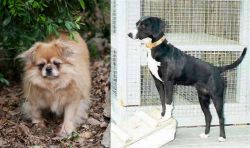 Tibetan Spaniel vs Stephens Stock - Breed Comparison